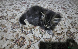 Ragdoll cats for sale: Ragdoll Kittens For Sale - Image 11