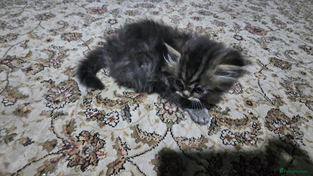 Ragdoll cats for sale: Ragdoll Kittens For Sale - Image 11