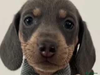 Dachshund dogs 9 Miniature Dachshunds – Ready 19th October! - Advert 7