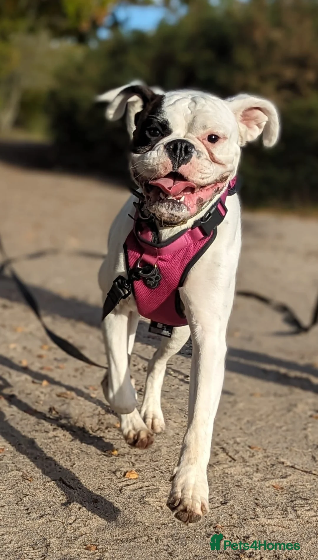 Boxer dogs for sale: Bonnie the boxer - Advert 5