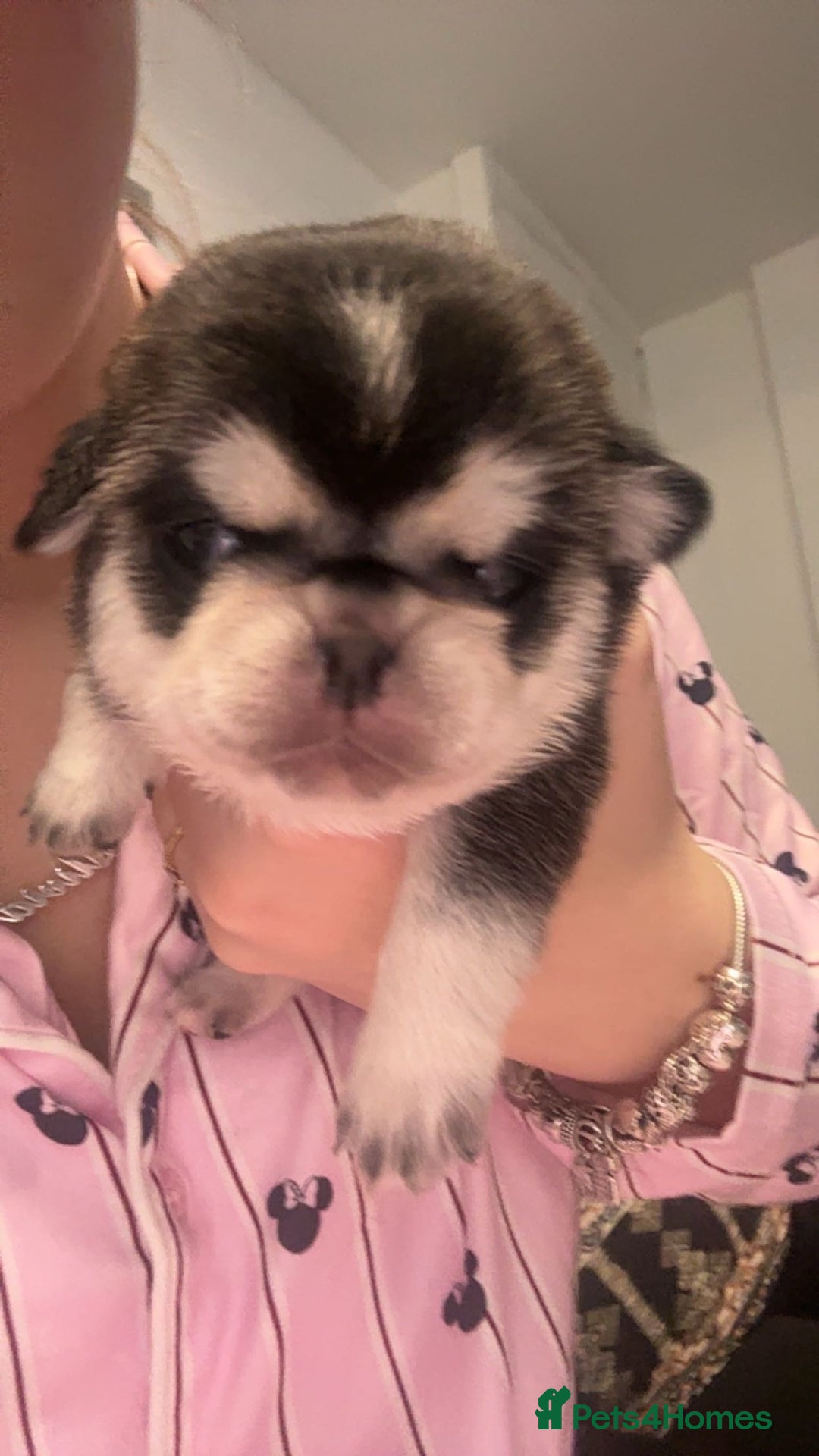 Pug dogs for sale: Pug 1 boy kc  - Advert 10