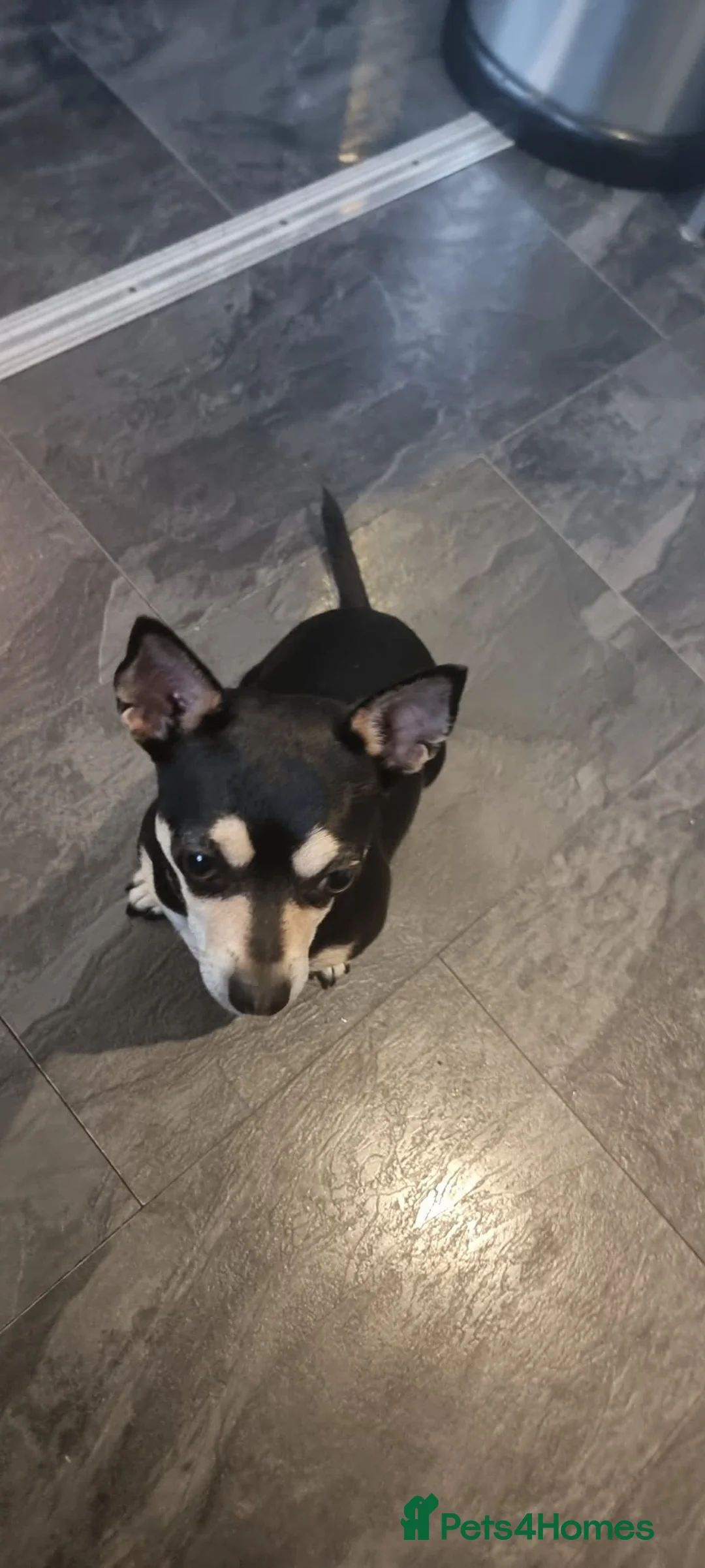 Chihuahua dogs for sale: chihuahua in Leicester - Advert 1