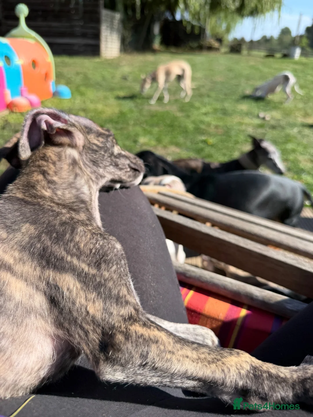 Whippet dogs for sale: Kennel Club Registered Whippet Pups Available  - Advert 18