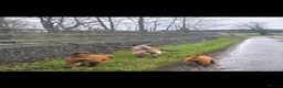 Golden Retriever dogs for sale: Golden retriever female - Advert 8