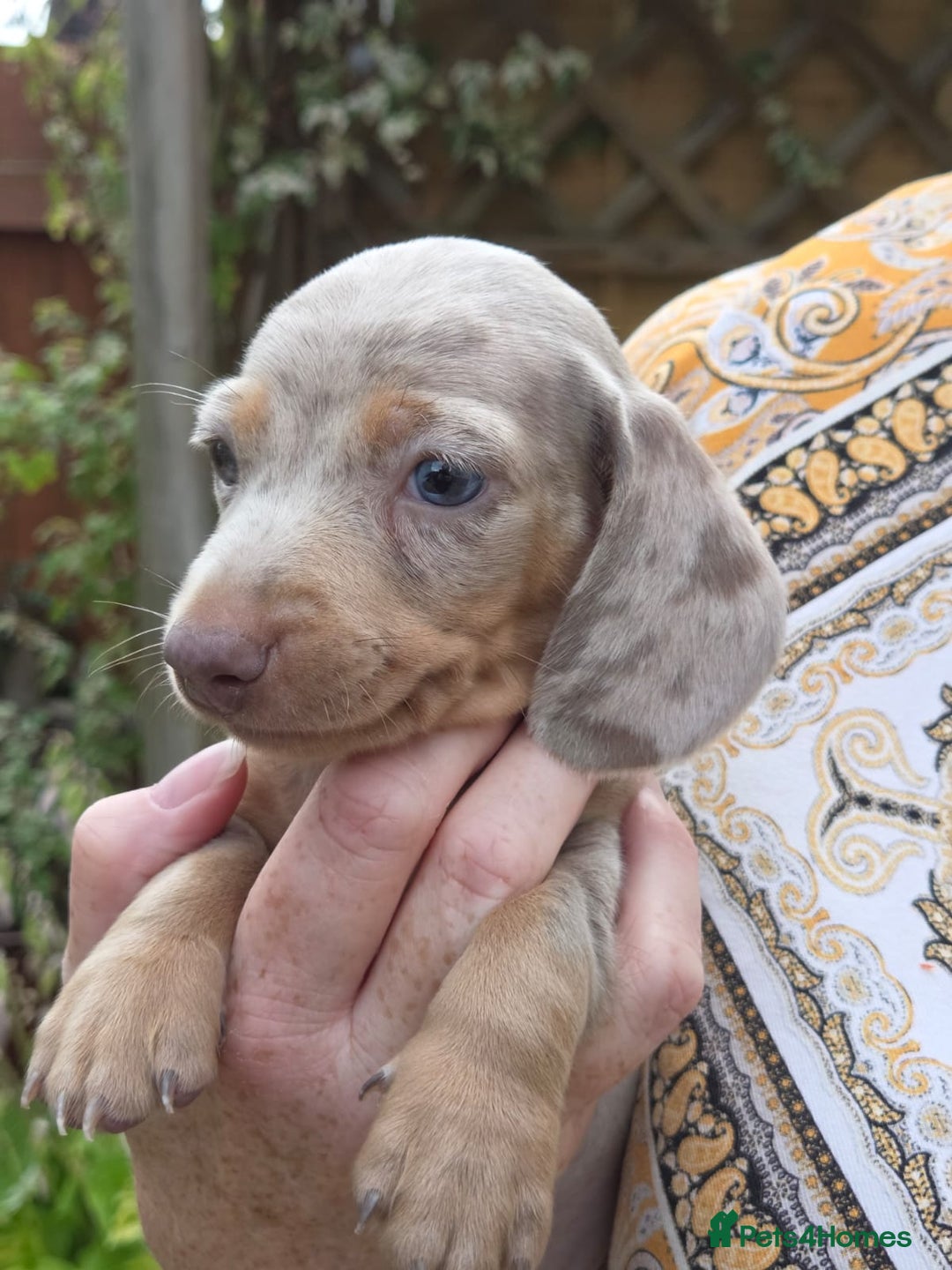 Miniature Dachshund dogs for sale: 3 beautiful puppies for sale  - Image 4