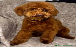 Mixed Breed dogs for sale: Cutest Havadoodles - Image 15