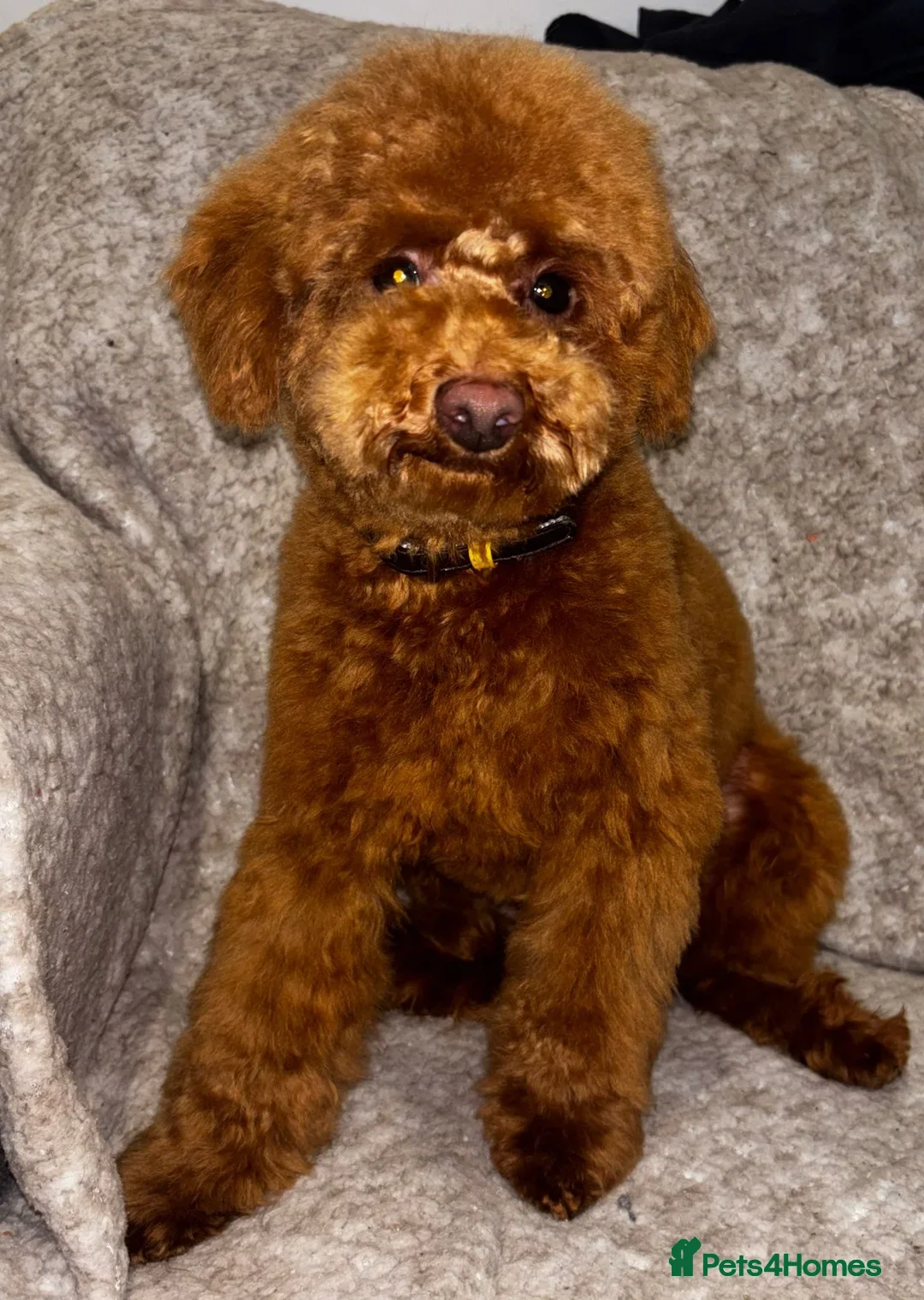 Mixed Breed dogs for sale: Cutest Havadoodles - Image 15