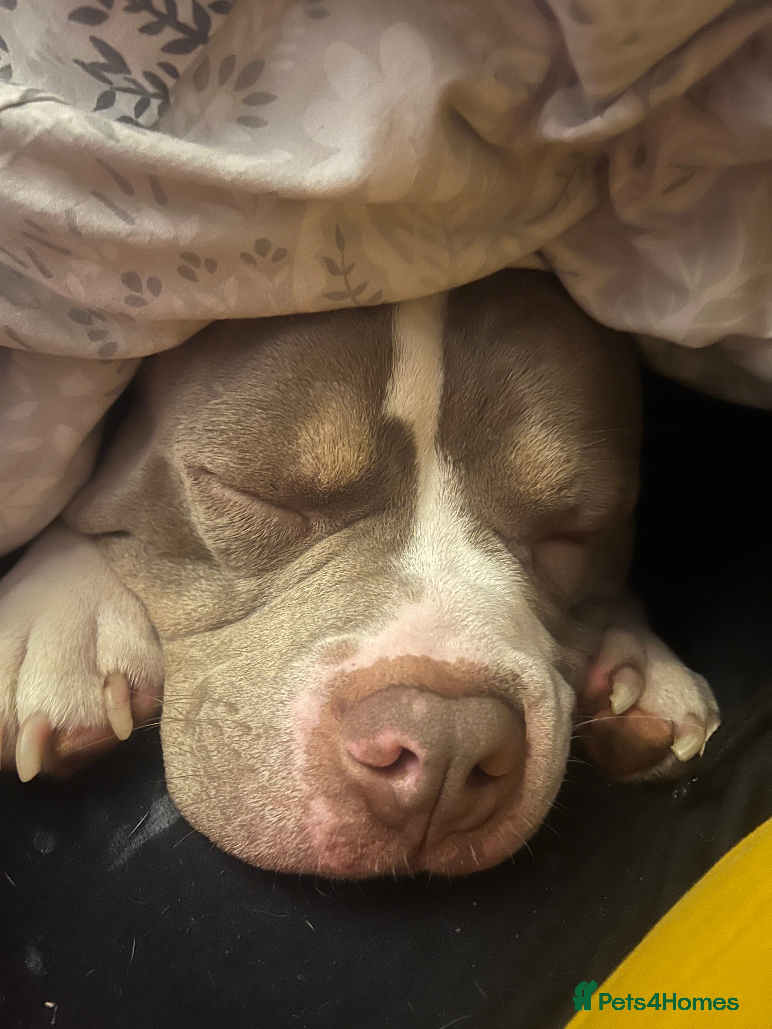 American Bully dogs Male American bully  - Advert 13