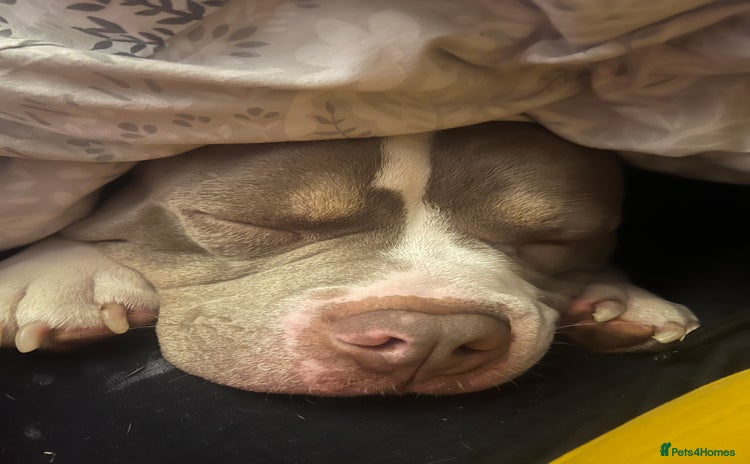 American Bully dogs - Advert 2