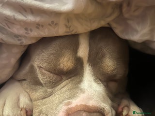 American Bully dogs - Advert 3
