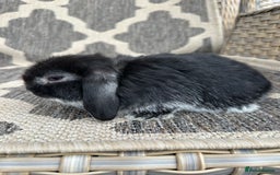 Mini Lop rabbits for sale: Gorgeous mini lop bucks available . - Image 15