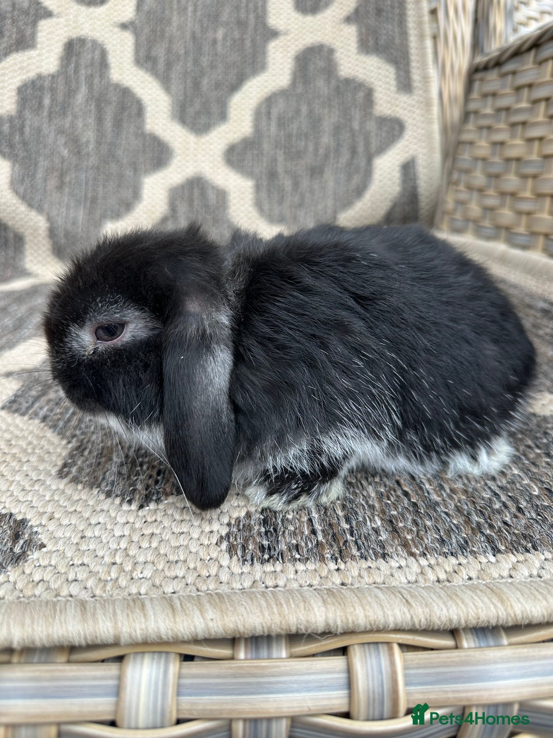 Mini Lop rabbits for sale: Gorgeous mini lop bucks available . - Image 15