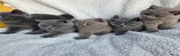 British Shorthair cats for sale: BEAUTIFUL BRITISH SHORTHAIR KITTENS  - Advert 3