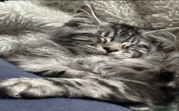 Maine Coon cats for sale: Maine Coon Boy needing rehoming - Image 4