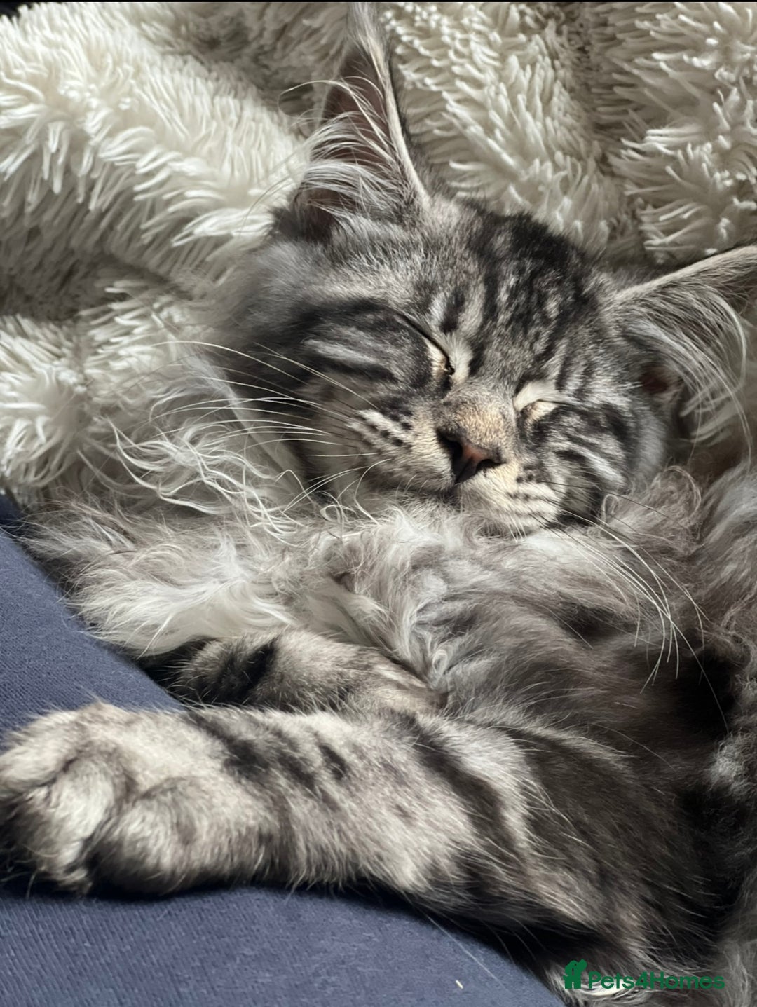 Maine Coon cats for sale: Maine Coon Boy needing rehoming - Image 4