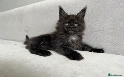 Maine Coon cats for sale: LAST SMOKEY MAINE COON LEFT - Image 2