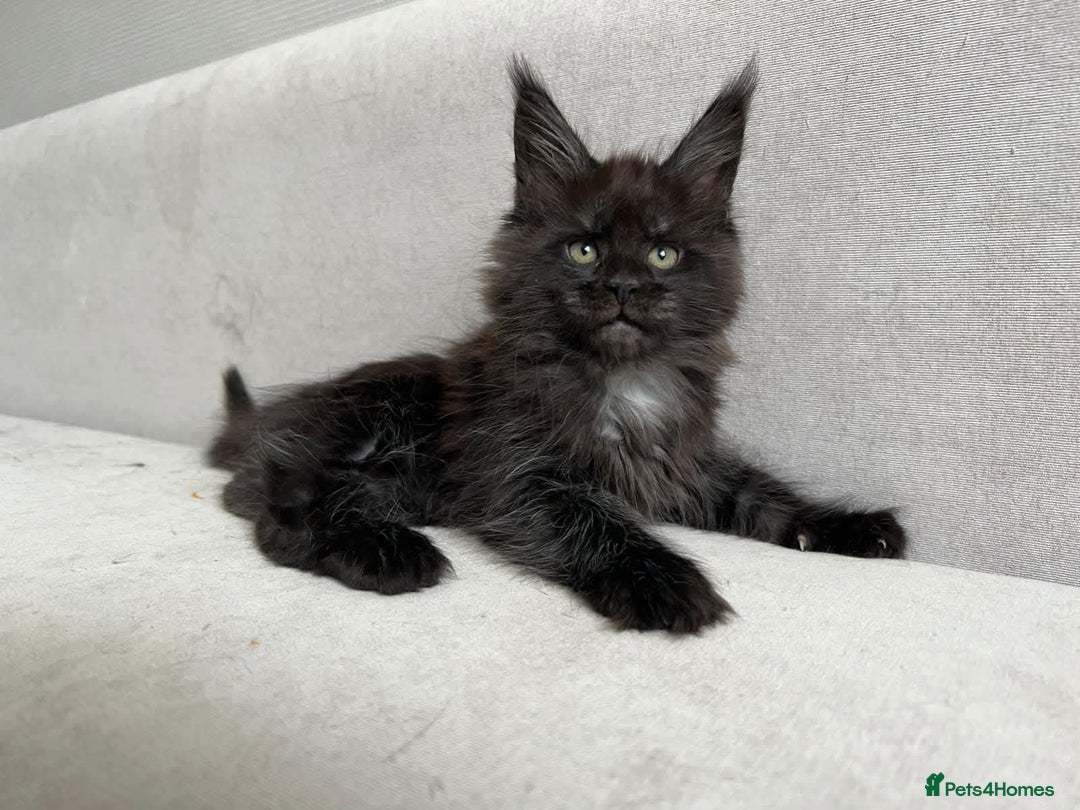 Maine Coon cats for sale: LAST SMOKEY MAINE COON LEFT - Image 2