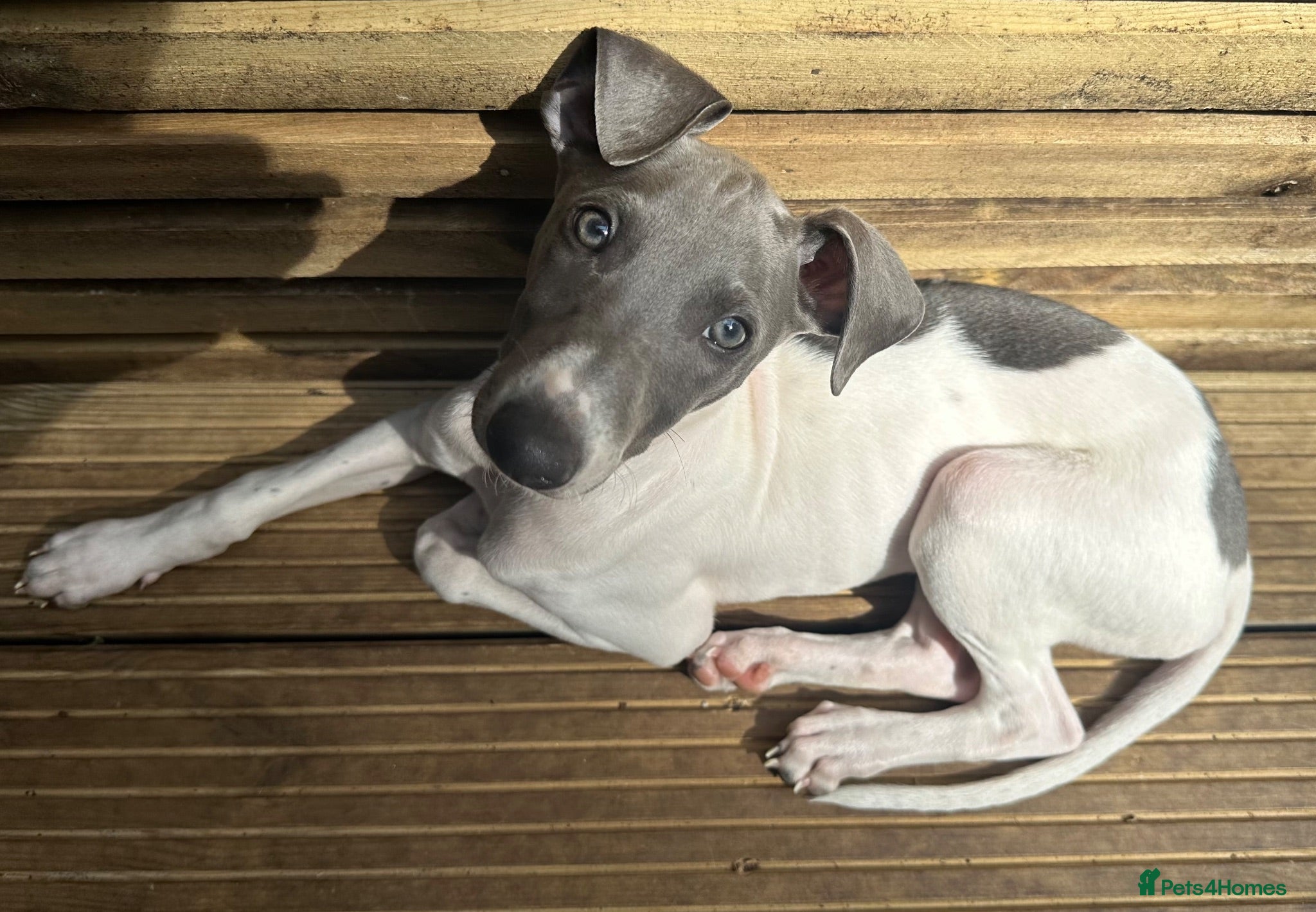 Mixed Breed dogs 🐾Reduced £875🐾Last Boy!!!Italian x whippet pups! - Advert 1