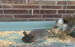 Netherland Dwarf rabbits for sale: Bunnies Netherland Dwarf Rabbits - Image 16