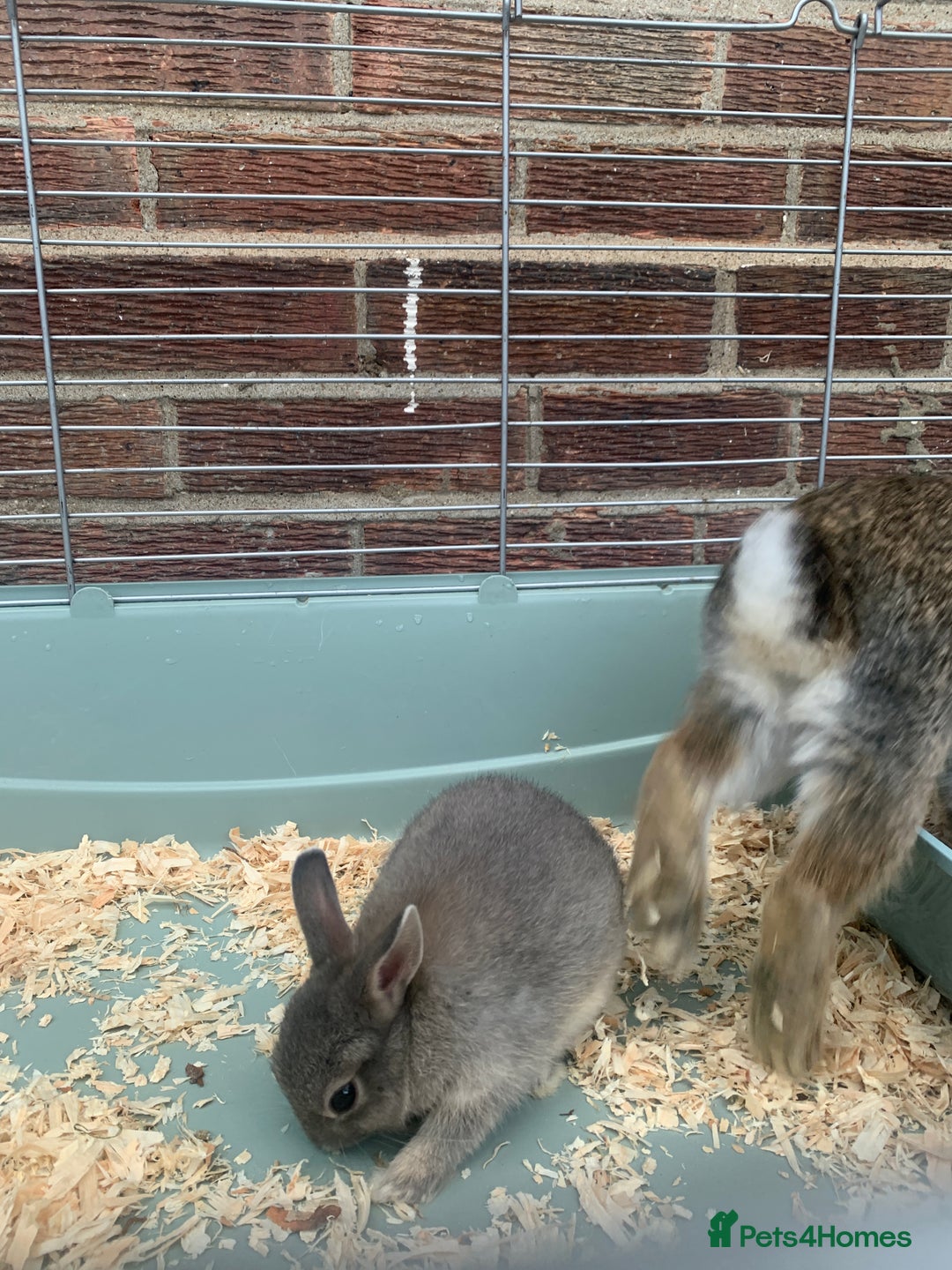 Netherland Dwarf rabbits for sale: Bunnies Netherland Dwarf Rabbits - Image 16