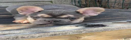 French Bulldog dogs for sale: Quality French Bulldog Puppies  - Advert 7