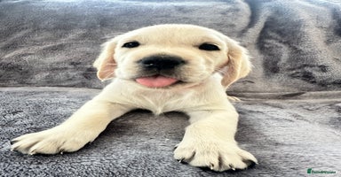 Golden Retriever dogs - Advert 1