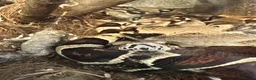 Boa Snake reptiles for sale: BCI Male Boa Constrictor Imperator 7 yrs 6-7ft - Advert 4