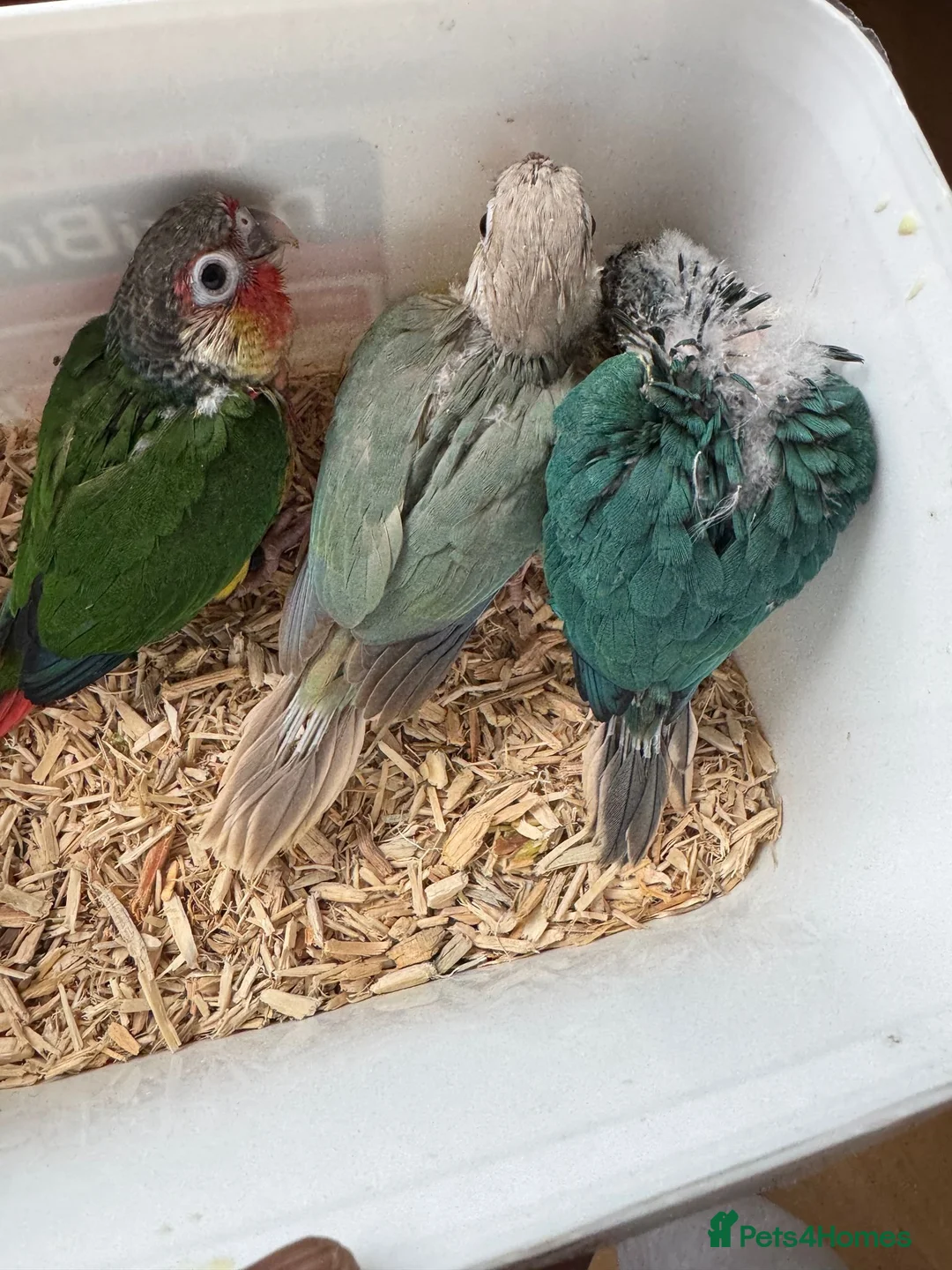 Conures birds for sale: HAND REARED GREEN CHEEKS CONURE  - Advert 13