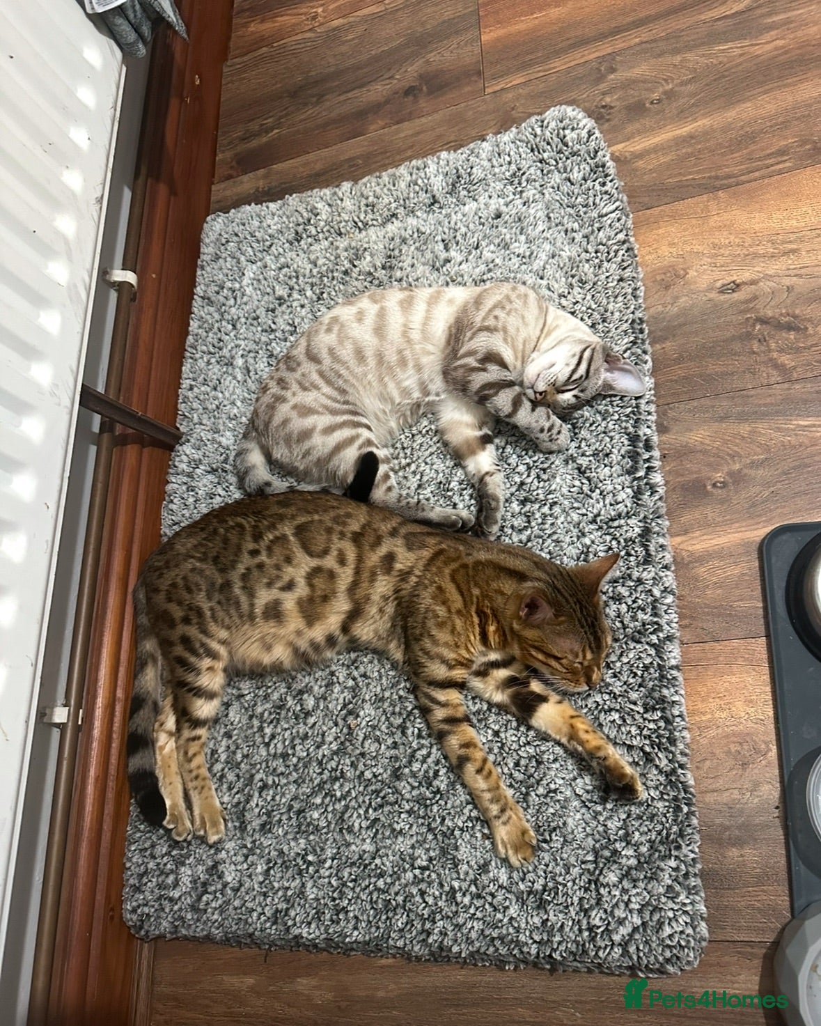 Bengal cats 2 Beautiful Male Bengal Cross Ragdoll Kittens  - Advert 1