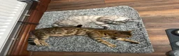 Bengal cats for sale: 2 Beautiful Male Bengal Cross Ragdoll Kittens  - Advert 1
