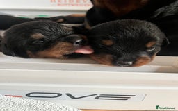 Rottweiler dogs for sale: Superb litter of dual purpose Rottweiler puppies. - Image 34