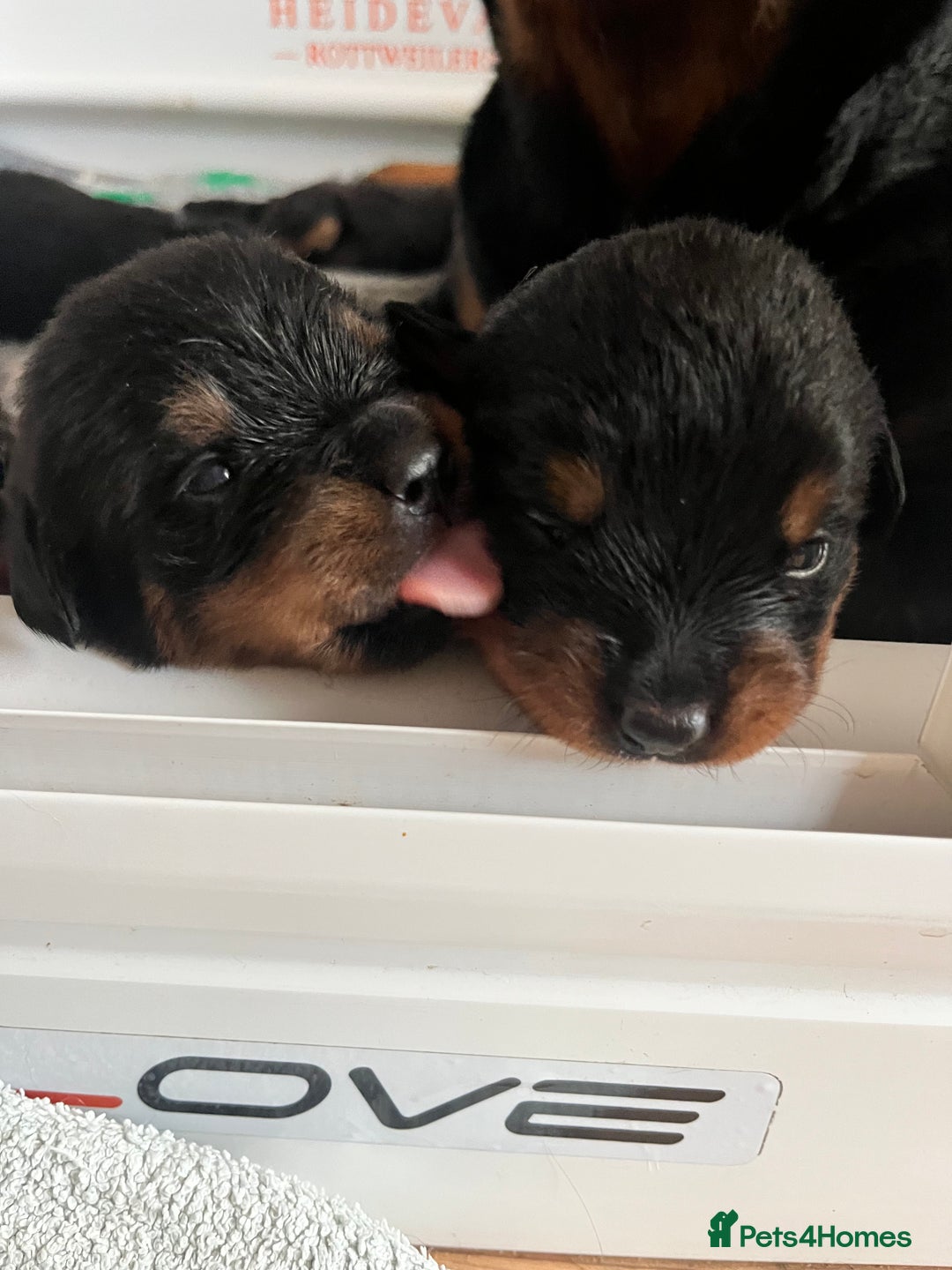 Rottweiler dogs for sale: Superb litter of dual purpose Rottweiler puppies. - Image 34
