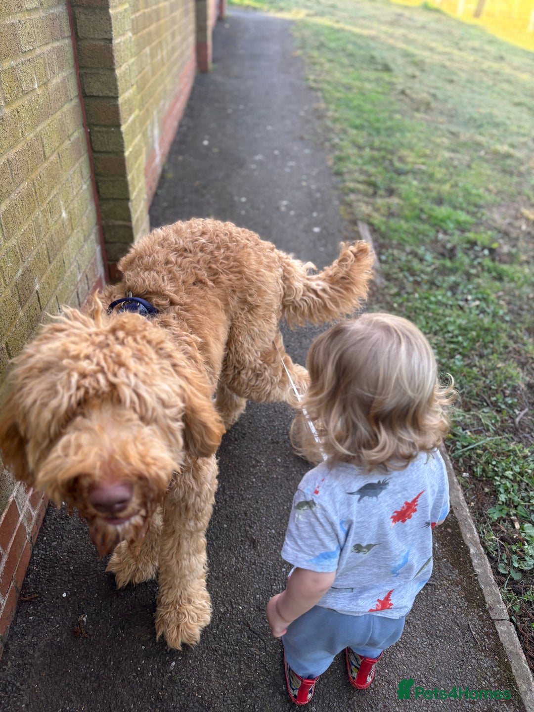 Labradoodle dogs for sale: Teddy - Advert 3