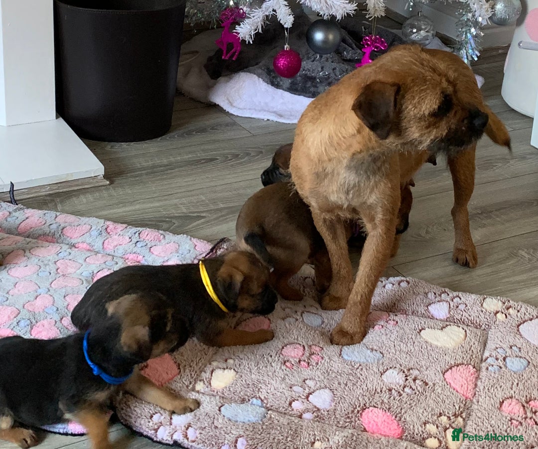 Border Terrier dogs for sale: Healthy Companions KC registered  - Advert 11