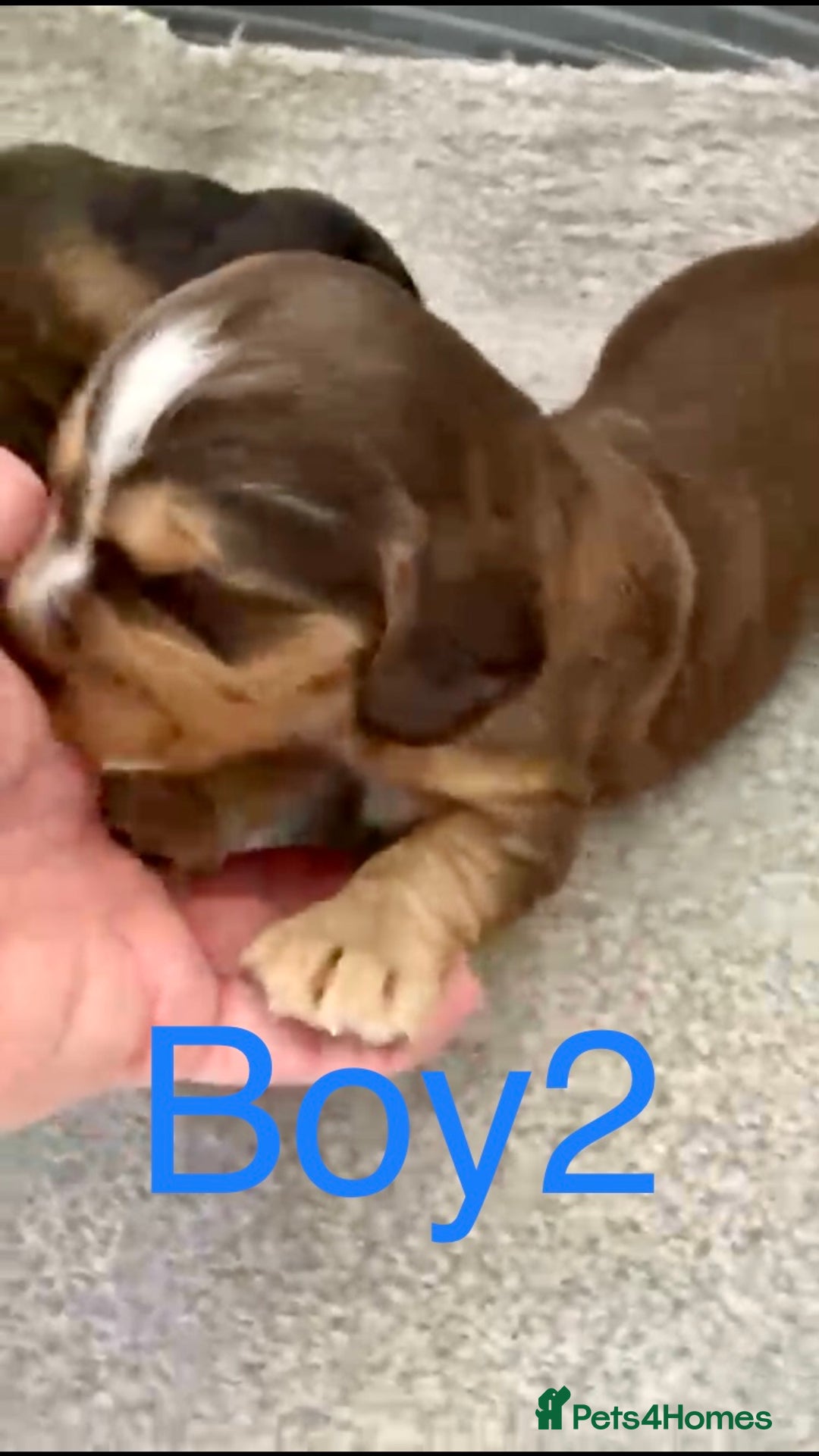 Cocker Spaniel dogs for sale: Kc show extensive health tests beautiful colours - Image 23