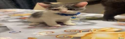 Mixed Breed cats for sale:  Mix British short hair kitten  - Advert 29
