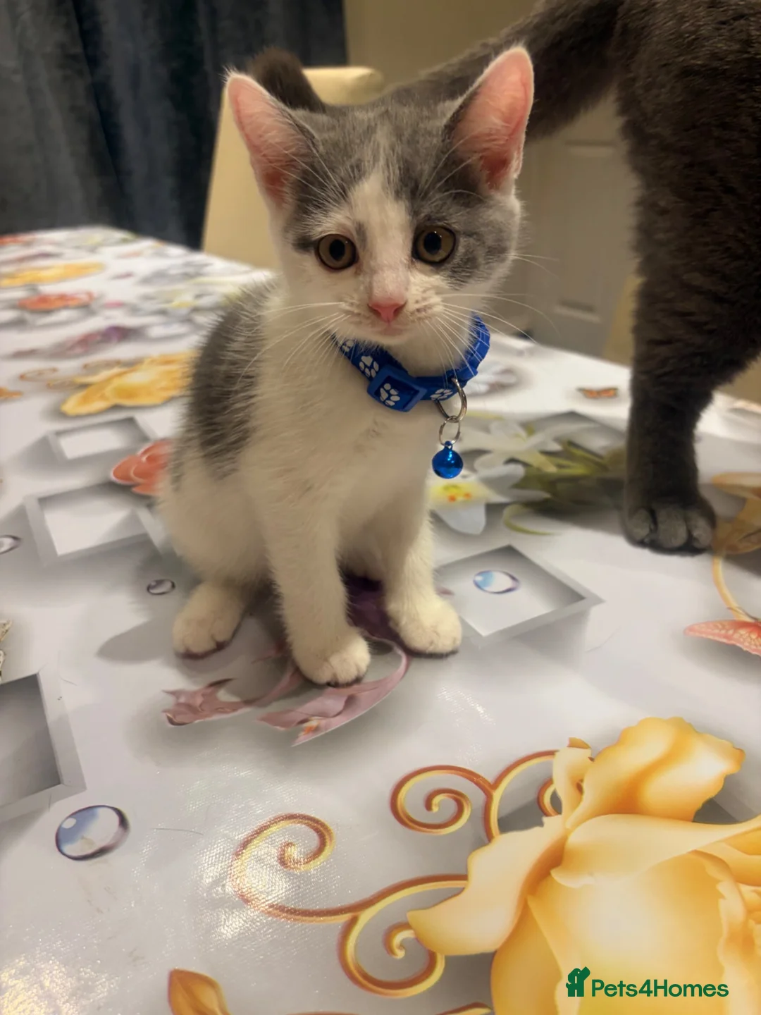 Mixed Breed cats for sale:  Mix British short hair male kitten - Advert 1
