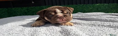 English Bulldog 3
