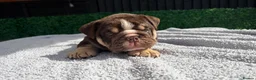 English Bulldog dogs for sale: English Bulldog Puppies - Advert 29