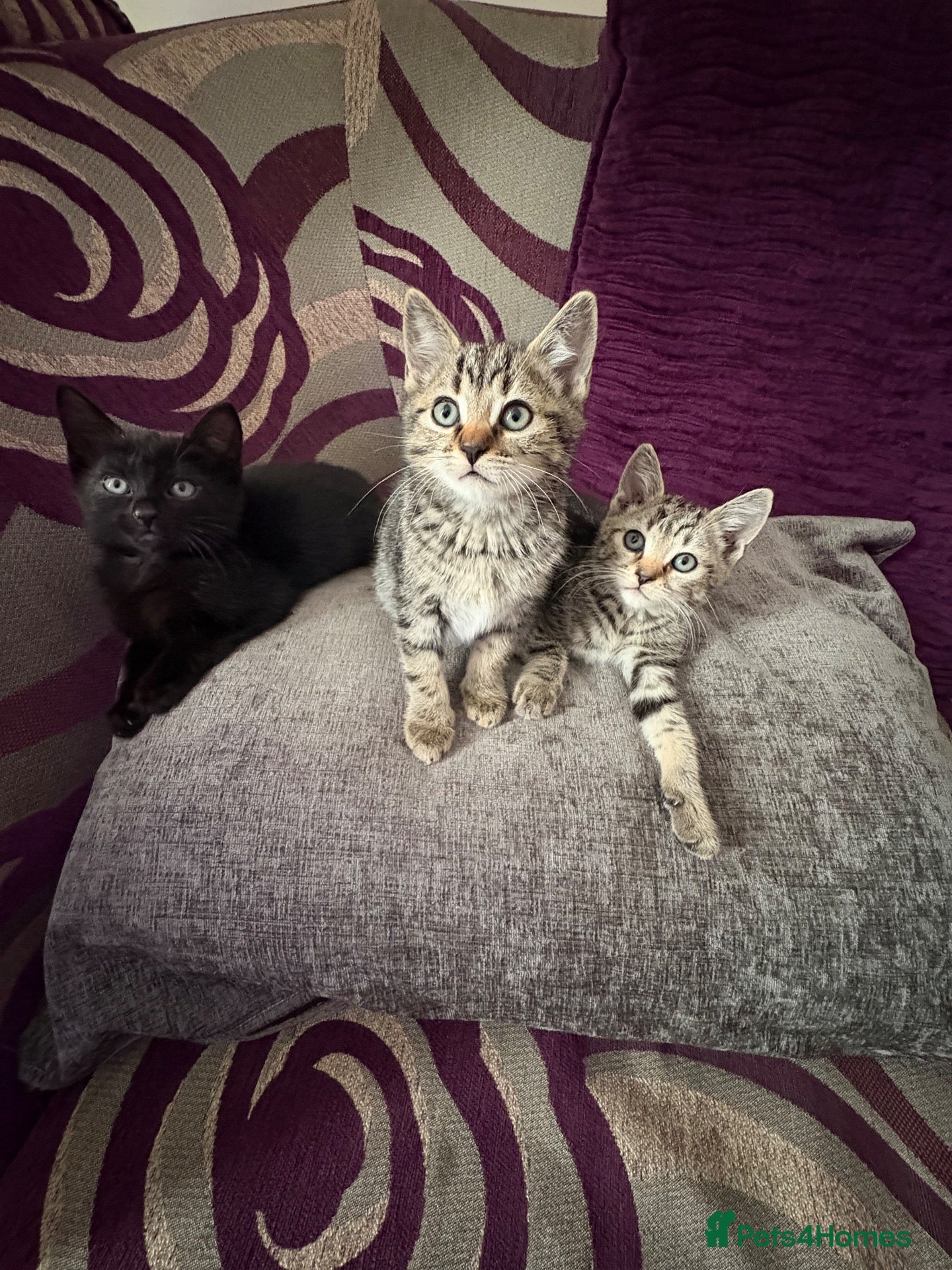 Mixed Breed cats 2 Friendly females for sale! - Advert 11