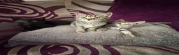 Mixed Breed cats for sale: 2 Friendly females for sale! - Advert 1