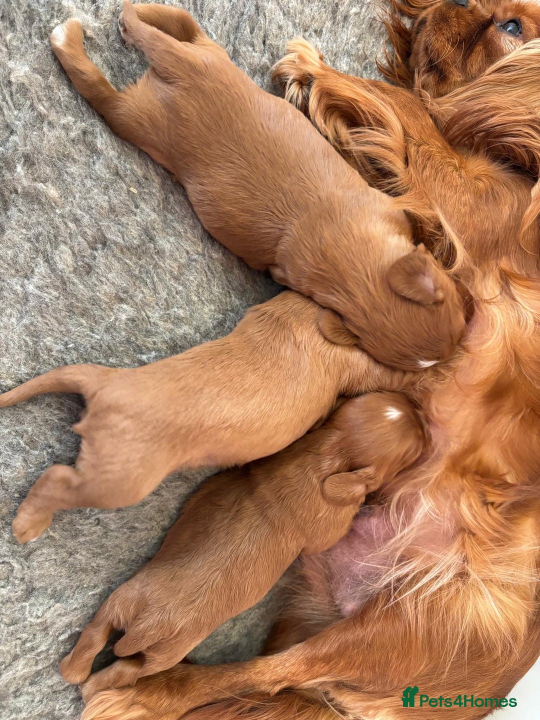 Cavalier King Charles Spaniel dogs for sale: Kc Reg, health tested Cavalier King Charles  - Advert 5