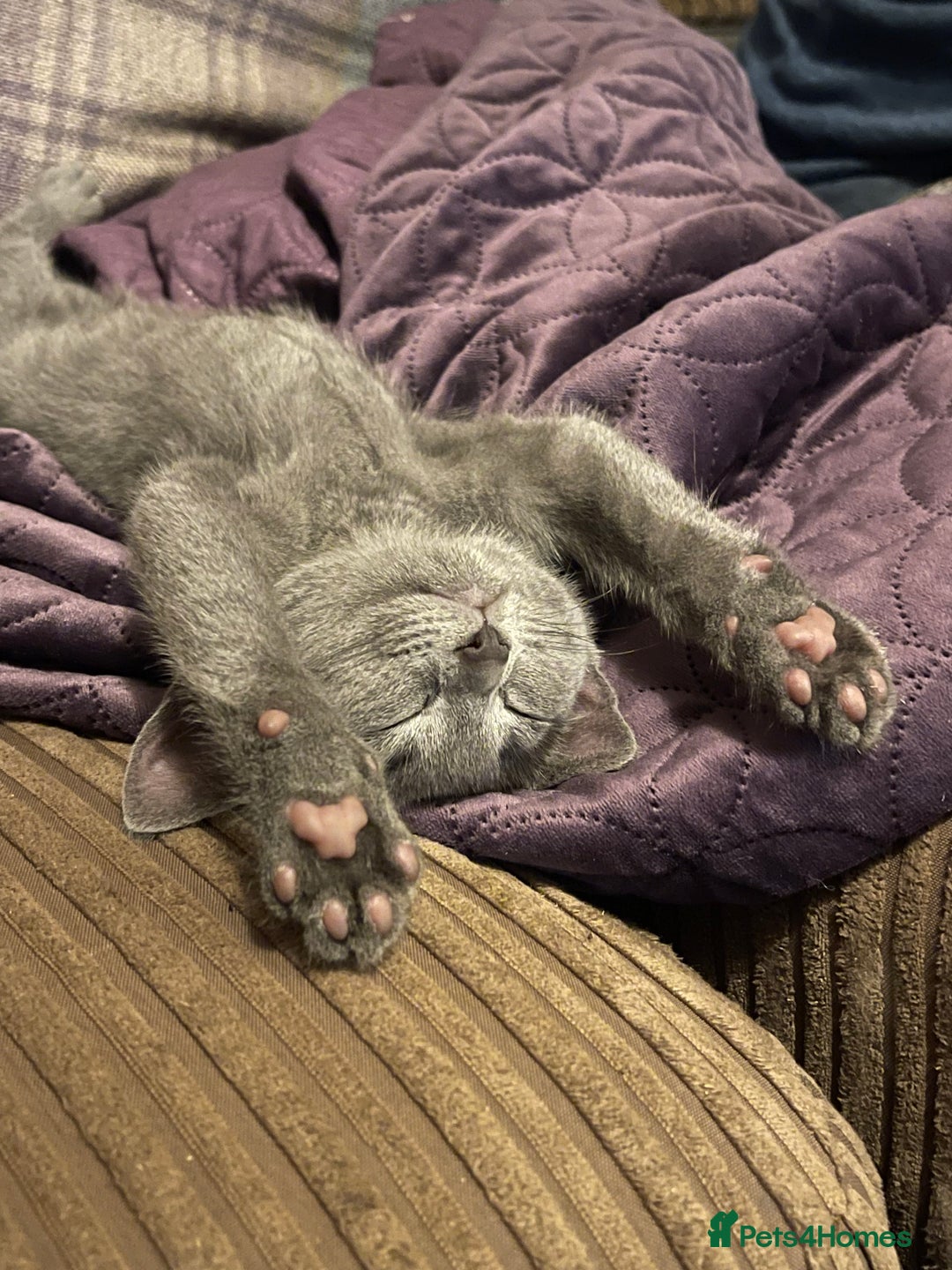 Russian Blue cats for sale: Pure Russian Blue Kittens  - Advert 4