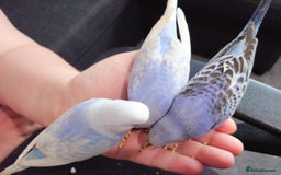 Budgerigars birds for sale: Hand reared silly tame baby budgies  - Image 27