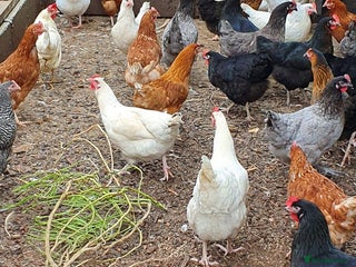 Chickens poultry Chickens for sale - Advert 3