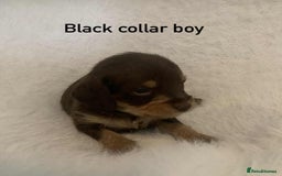 Mixed Breed dogs for sale: Adorable Doxipoo puppies  - Image 4