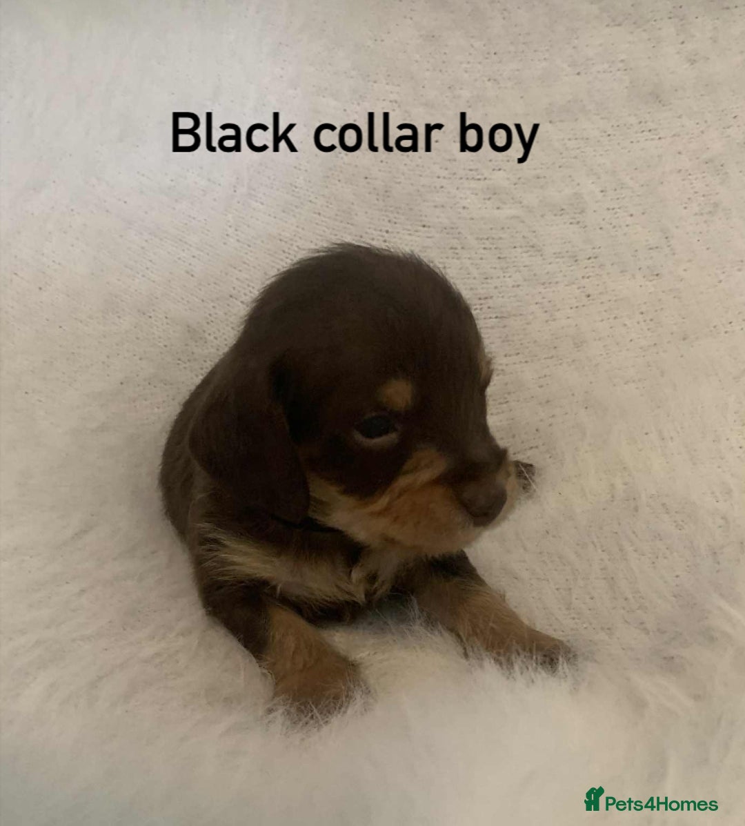 Mixed Breed dogs for sale: Adorable Doxipoo puppies  - Image 4