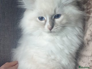 Ragdoll cats Absolutely Stunning GCCF Registered Kittens. - Advert 4