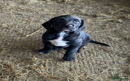 Mixed Breed dogs for sale: huntaway x springer spaniel pup - Image 3