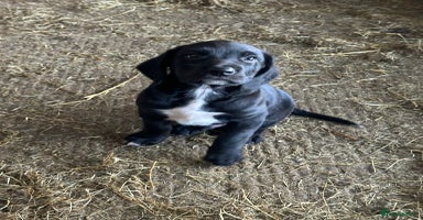 Mixed Breed dogs - Advert 9